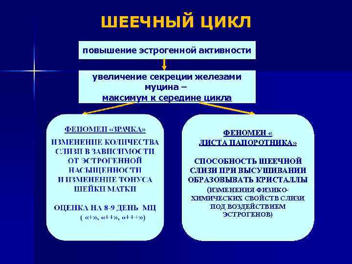 ШЕЕЧНЫЙ ЦИКЛ повышение эстрогенной активности увеличение секреции железами муцина – максимум к середине цикла