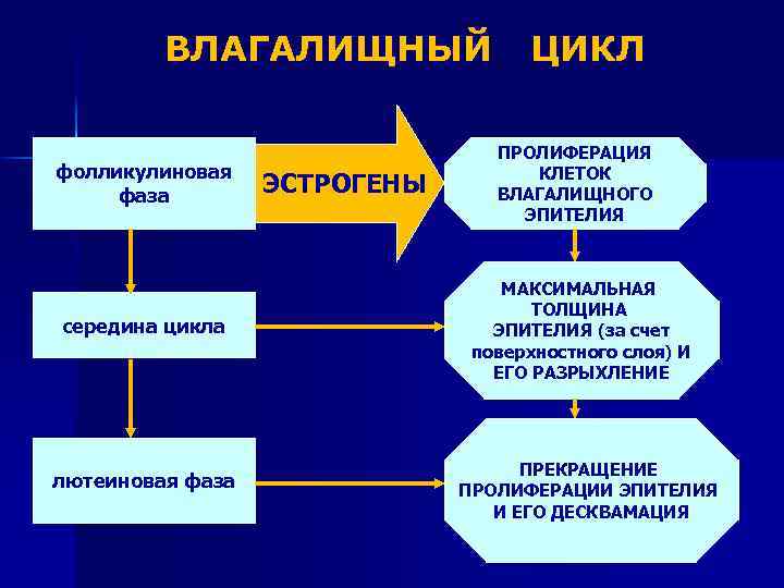 Середина цикла форум. Влагалищный цикл. Фолликулиновая. Лечение при укорочении фолликулиновой фазы.