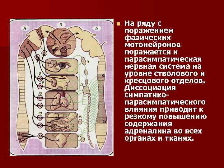 n На ряду с поражением фазических мотонейронов поражается и парасимпатическая нервная система на уровне