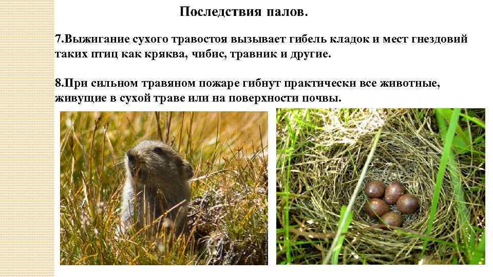 7. Выжигание сухого травостоя вызывает гибель кладок и мест гнездовий таких птиц как кряква,
