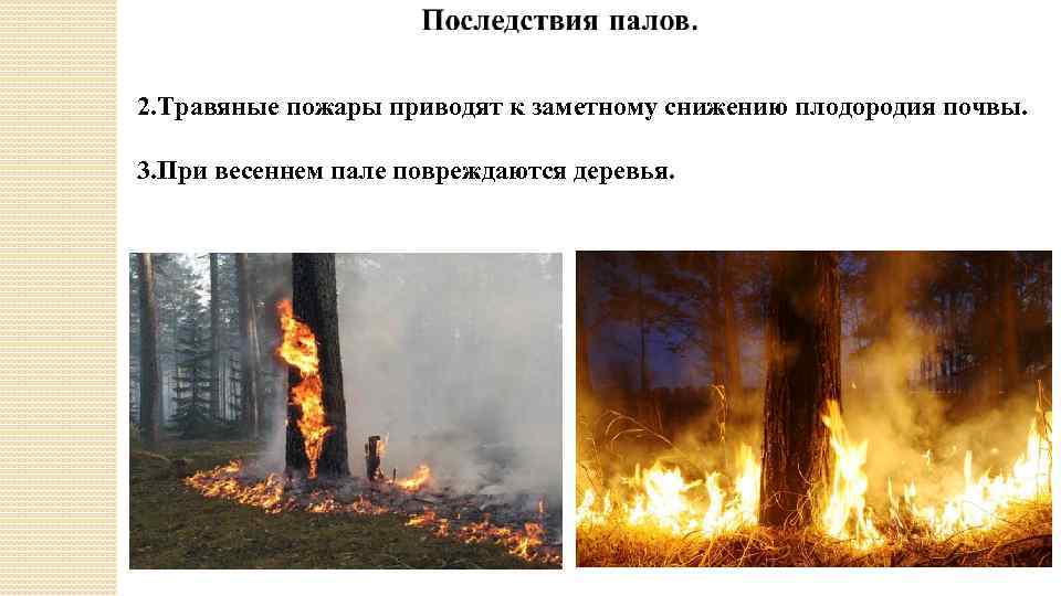2. Травяные пожары приводят к заметному снижению плодородия почвы. 3. При весеннем пале повреждаются