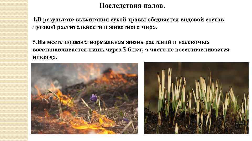 4. В результате выжигания сухой травы обедняется видовой состав луговой растительности и животного мира.