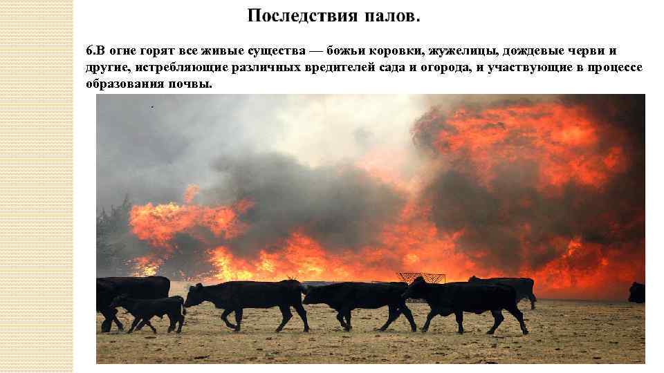 6. В огне горят все живые существа — божьи коровки, жужелицы, дождевые черви и