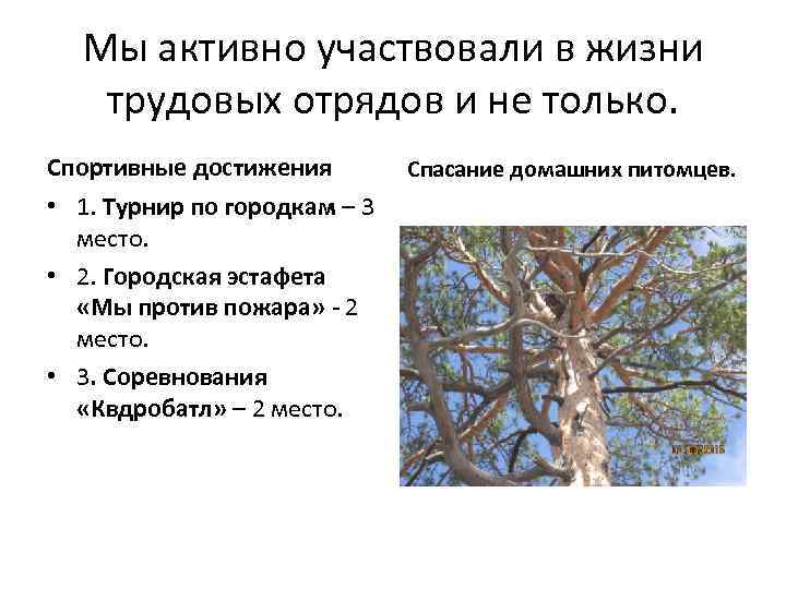 Мы активно участвовали в жизни трудовых отрядов и не только. Спортивные достижения • 1.