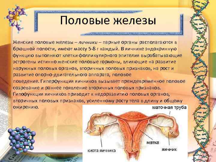 Половые железы Женские половые железы – яичники – парные органы располагаются в брюшной полости,