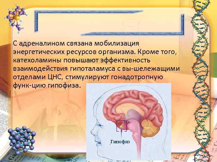 С адреналином связана мобилизация энергетических ресурсов организма. Кроме того, катехоламины повышают эффективность взаимодействия гипоталамуса