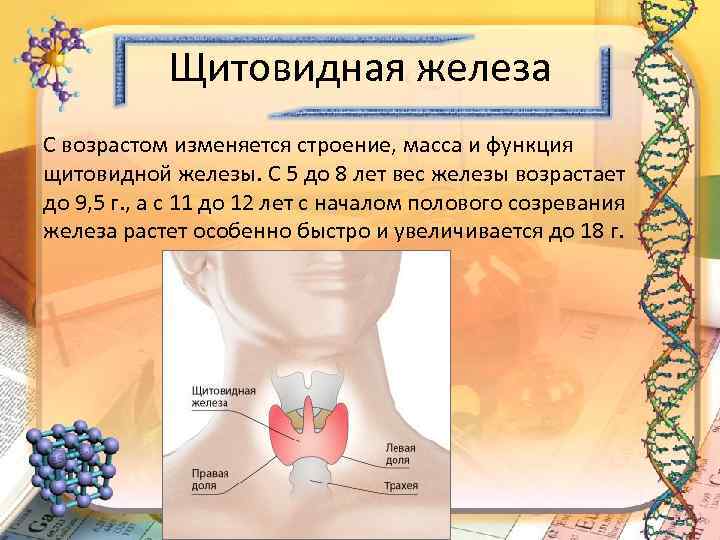 Щитовидная железа С возрастом изменяется строение, масса и функция щитовидной железы. С 5 до