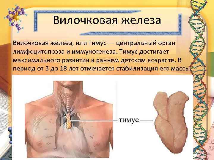 Вилочковая железа, или тимус — центральный орган лимфоцитопоэза и иммуногенеза. Тимус достигает максимального развития