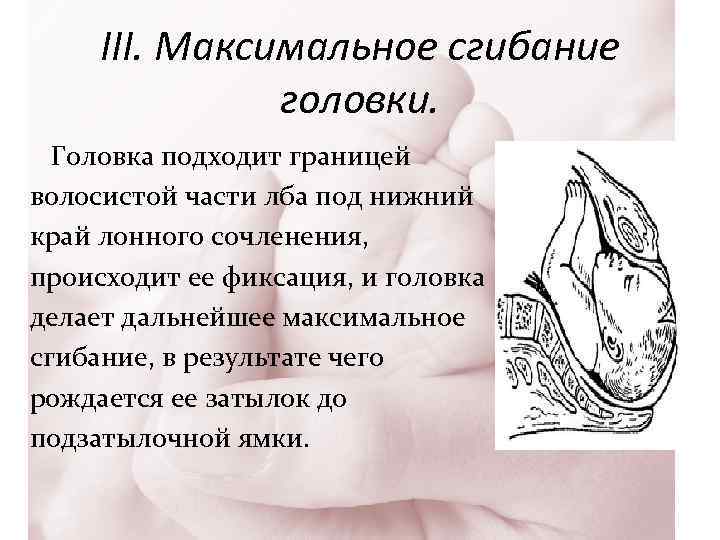 III. Максимальное сгибание головки. Головка подходит границей волосистой части лба под нижний край лонного