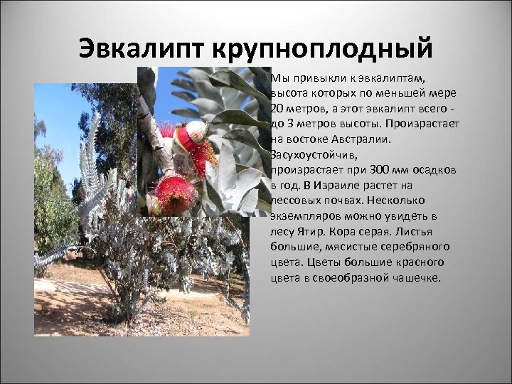 Эвкалипт крупноплодный Мы привыкли к эвкалиптам, высота которых по меньшей мере 20 метров, а