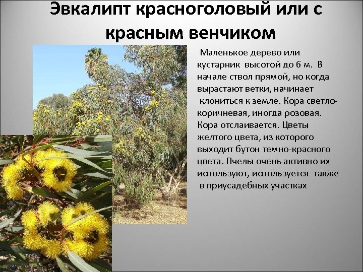 Эвкалипт красноголовый или с красным венчиком Маленькое дерево или кустарник высотой до 6 м.