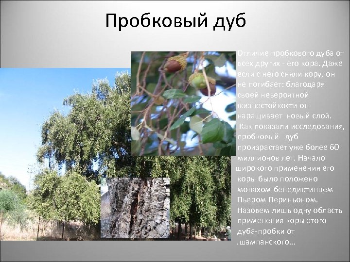 Пробковый дуб Отличие пробкового дуба от всех других - его кора. Даже если с