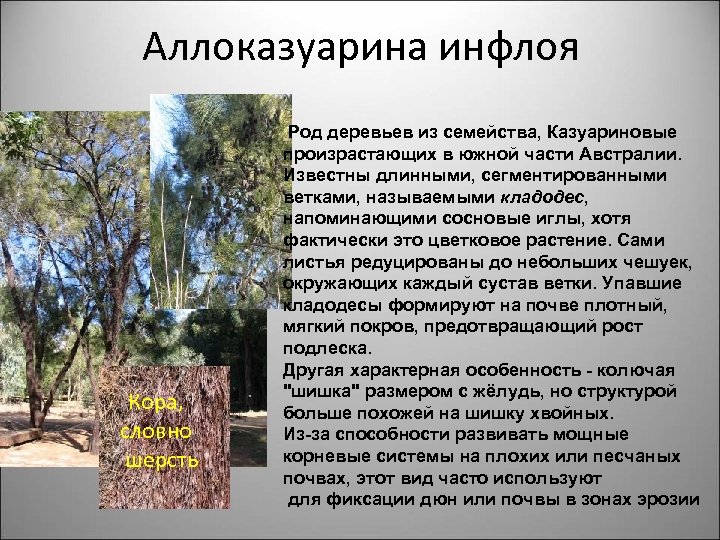 Аллоказуарина инфлоя Кора, словно шерсть Род деревьев из семейства, Казуариновые произрастающих в южной части
