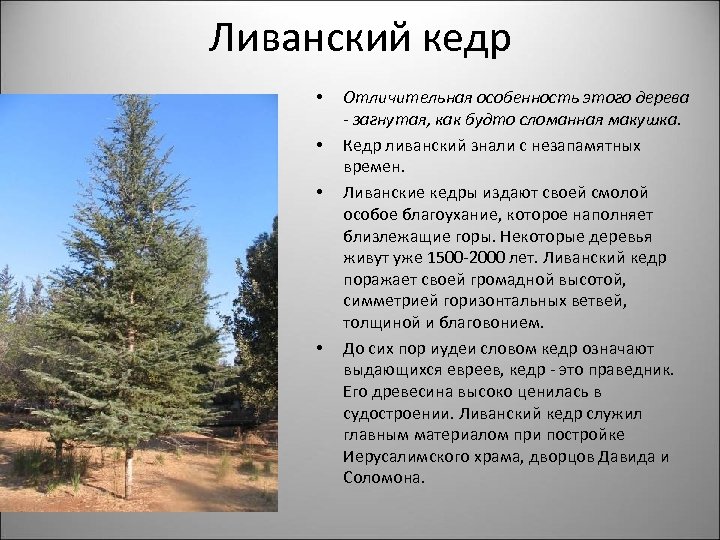 Ливанский кедр • • Отличительная особенность этого дерева - загнутая, как будто сломанная макушка.