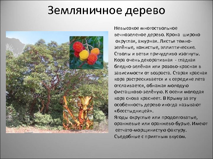 Земляничное дерево Невысокое многоствольное вечнозеленое дерево. Крона широко округлая, ажурная. Листья темнозелёные, кожистые, эллиптические.