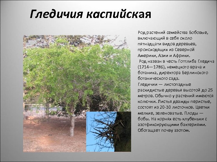 Гледичия каспийская Род растений семейства Бобовые, включающий в себя около пятнадцати видов деревьев, происходящих