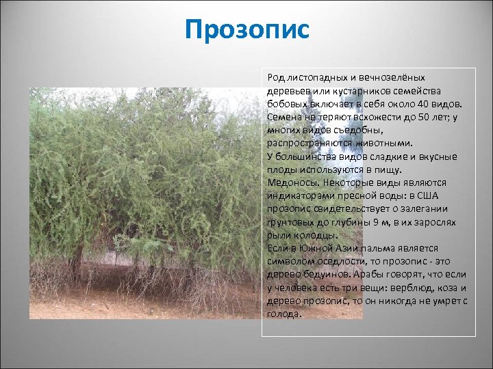 Прозопис Род листопадных и вечнозелёных деревьев или кустарников семейства бобовых включает в себя около