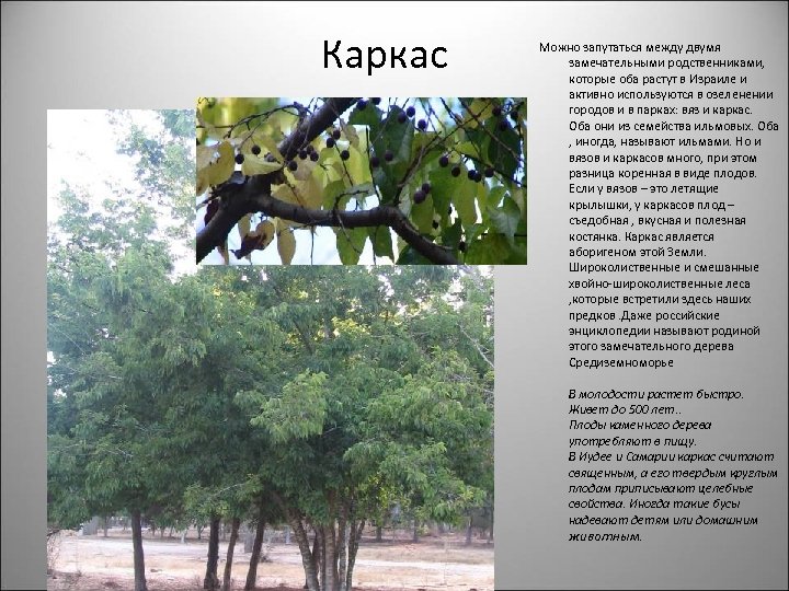 Каркас Можно запутаться между двумя замечательными родственниками, которые оба растут в Израиле и активно