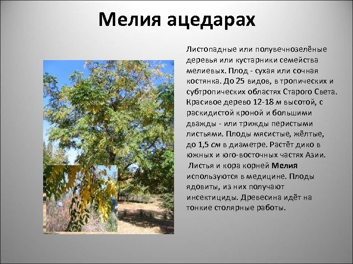 Мелия ацедарах Листопадные или полувечнозелёные деревья или кустарники семейства мелиевых. Плод - сухая или