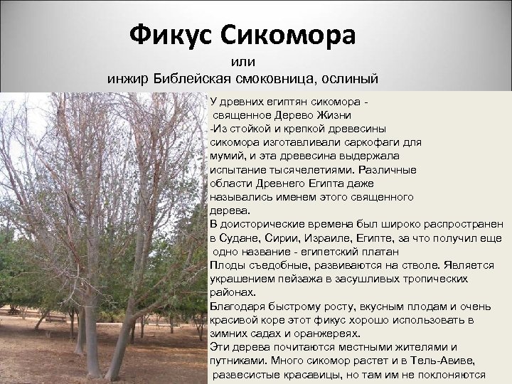 Фикус Сикомора или инжир Библейская смоковница, ослиный У древних египтян сикомора священное Дерево Жизни