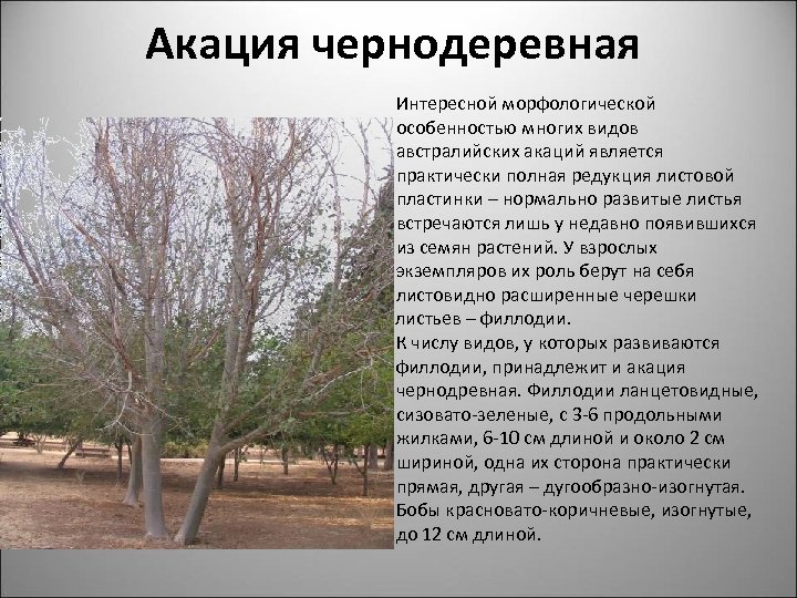 Акация чернодеревная Интересной морфологической особенностью многих видов австралийских акаций является практически полная редукция листовой