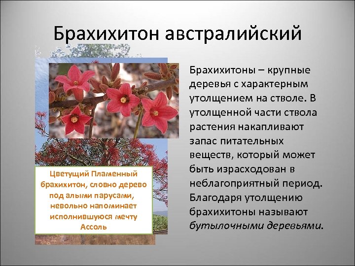 Брахихитон австралийский Цветущий Пламенный брахихитон, словно дерево под алыми парусами, невольно напоминает исполнившуюся мечту