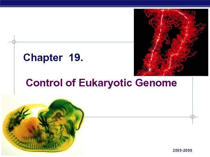 Chapter 19. Control of Eukaryotic Genome AP Biology 2005 -2006 