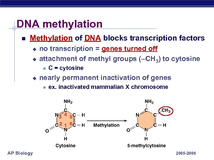 DNA methylation Methylation of DNA blocks transcription factors u u no transcription = genes