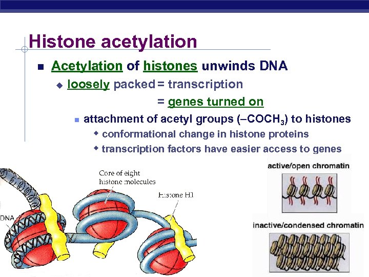 Histone acetylation Acetylation of histones unwinds DNA u u loosely packed = transcription =