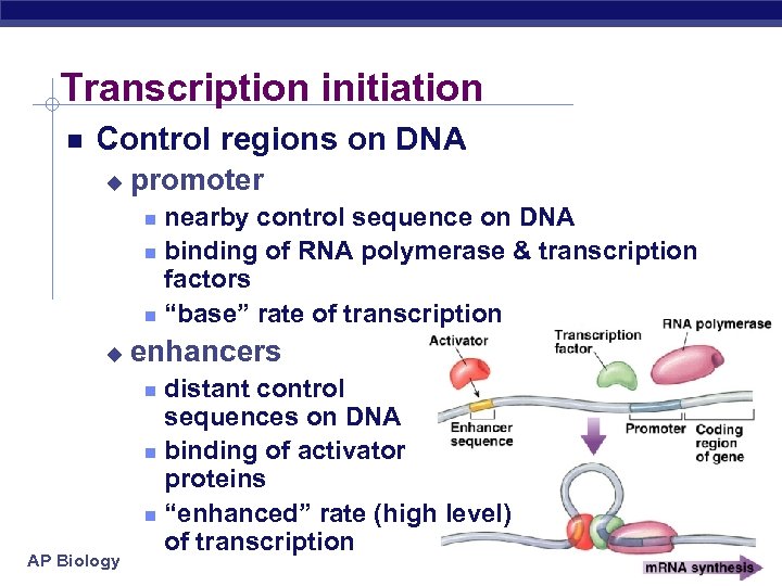 Transcription initiation Control regions on DNA u promoter nearby control sequence on DNA binding