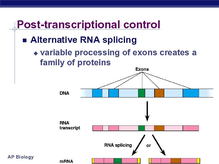 Post-transcriptional control Alternative RNA splicing u AP Biology variable processing of exons creates a