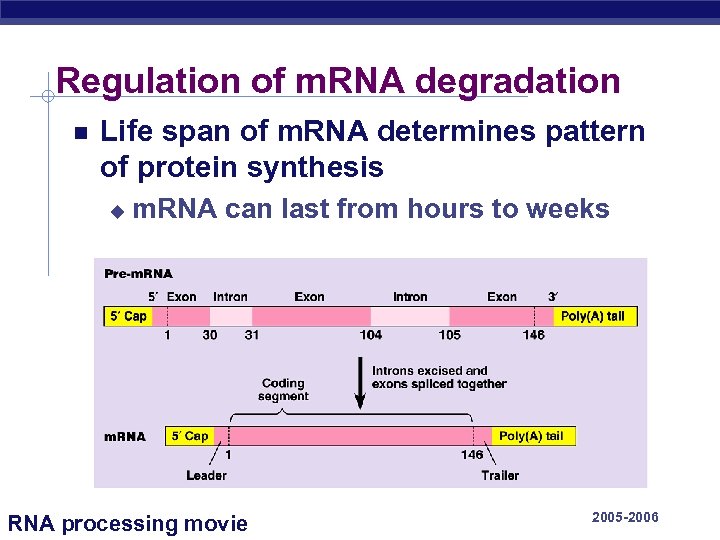 Regulation of m. RNA degradation Life span of m. RNA determines pattern of protein