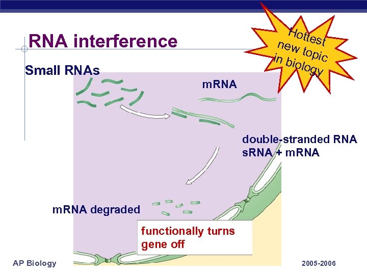Hott new est topic in bi olog y RNA interference Small RNAs m. RNA