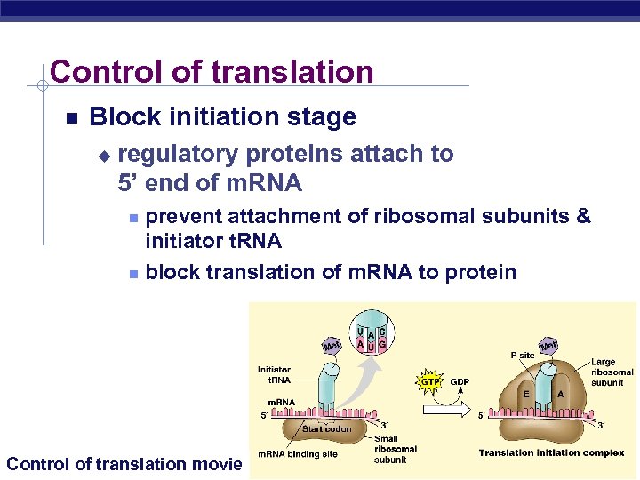 Control of translation Block initiation stage u regulatory proteins attach to 5’ end of