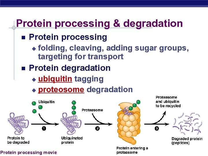 Protein processing & degradation Protein processing u folding, cleaving, adding sugar groups, targeting for