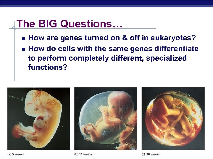 The BIG Questions… How are genes turned on & off in eukaryotes? How do