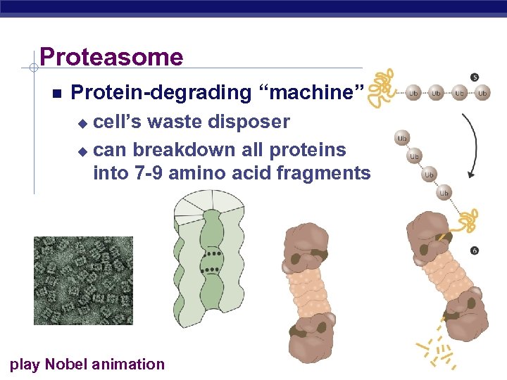 Proteasome Protein-degrading “machine” cell’s waste disposer u can breakdown all proteins into 7 -9