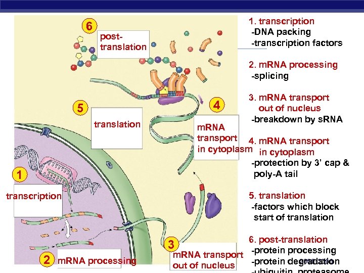6 1. transcription -DNA packing -transcription factors posttranslation 2. m. RNA processing -splicing 4