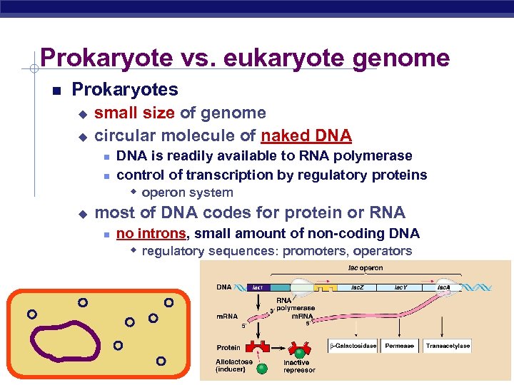 Prokaryote vs. eukaryote genome Prokaryotes u u small size of genome circular molecule of
