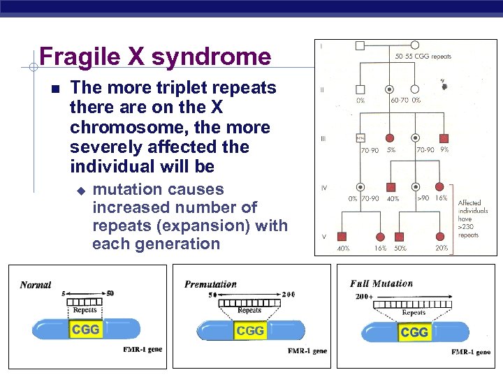 Fragile X syndrome The more triplet repeats there are on the X chromosome, the