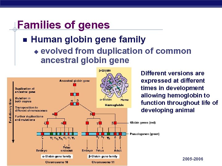 Families of genes Human globin gene family u evolved from duplication of common ancestral