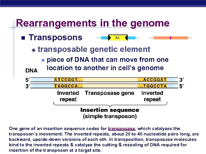 Rearrangements in the genome Transposons u transposable genetic element piece of DNA that can