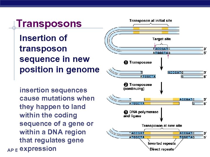 Transposons Insertion of transposon sequence in new position in genome insertion sequences cause mutations