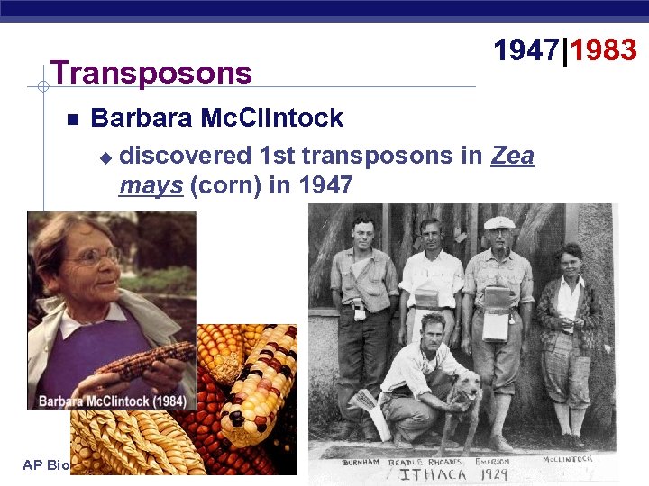 Transposons 1947|1983 Barbara Mc. Clintock u AP Biology discovered 1 st transposons in Zea