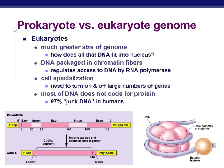 Prokaryote vs. eukaryote genome Eukaryotes u much greater size of genome u DNA packaged