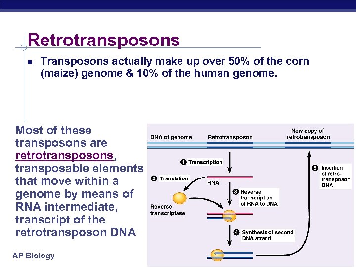 Retrotransposons Transposons actually make up over 50% of the corn (maize) genome & 10%