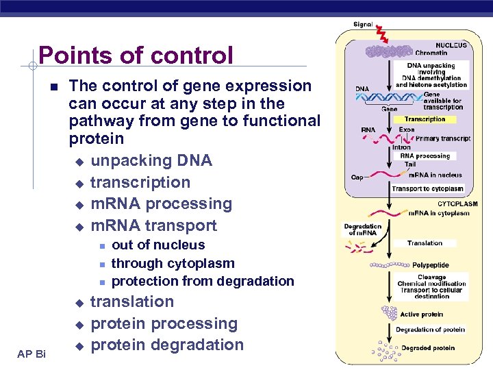 Points of control The control of gene expression can occur at any step in