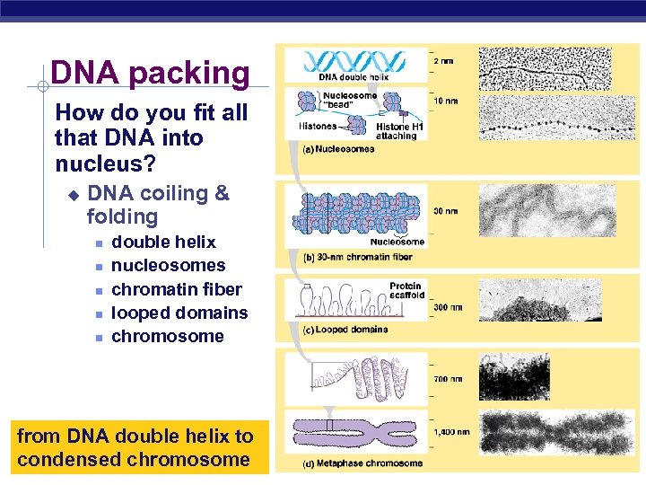 DNA packing How do you fit all that DNA into nucleus? u DNA coiling