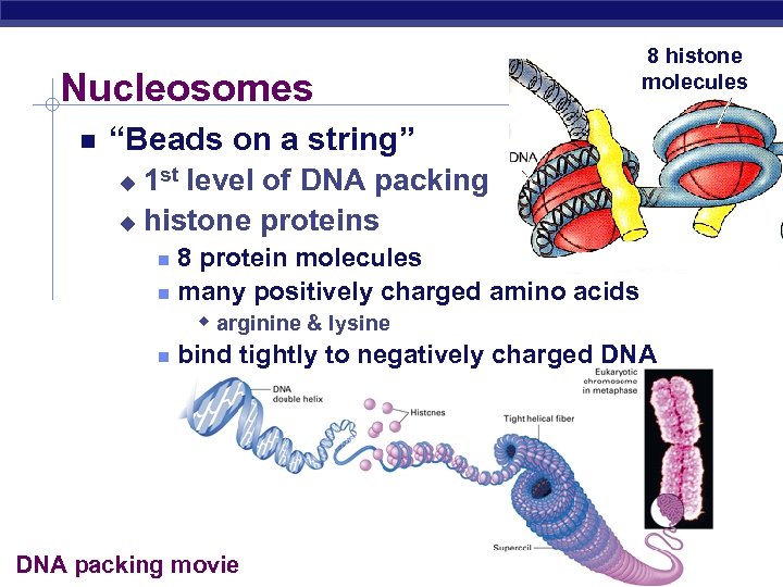 Nucleosomes 8 histone molecules “Beads on a string” 1 st level of DNA packing