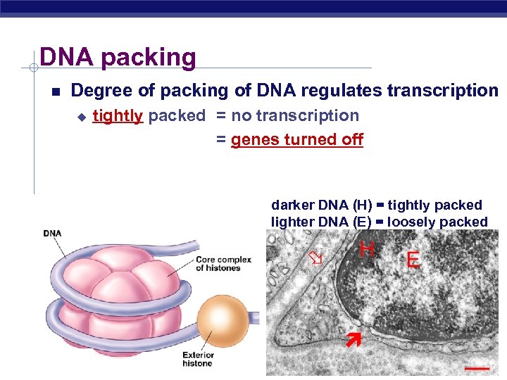 DNA packing Degree of packing of DNA regulates transcription u u tightly packed =